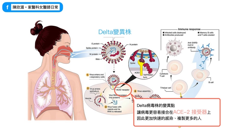 Delta變異點,使傳染率上升。陳欣湄。家醫科女醫師日常提供