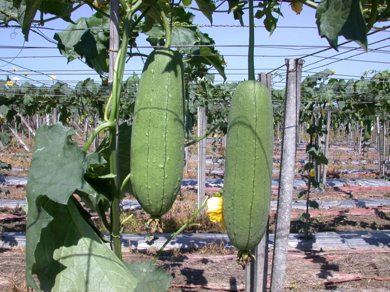 絲瓜是台灣夏季常見的食物。農業兒童網提供