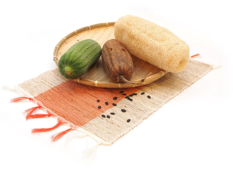 絲瓜慢慢變成絲瓜絡,下面黑黑的就是絲瓜的種子。農業兒童網提供