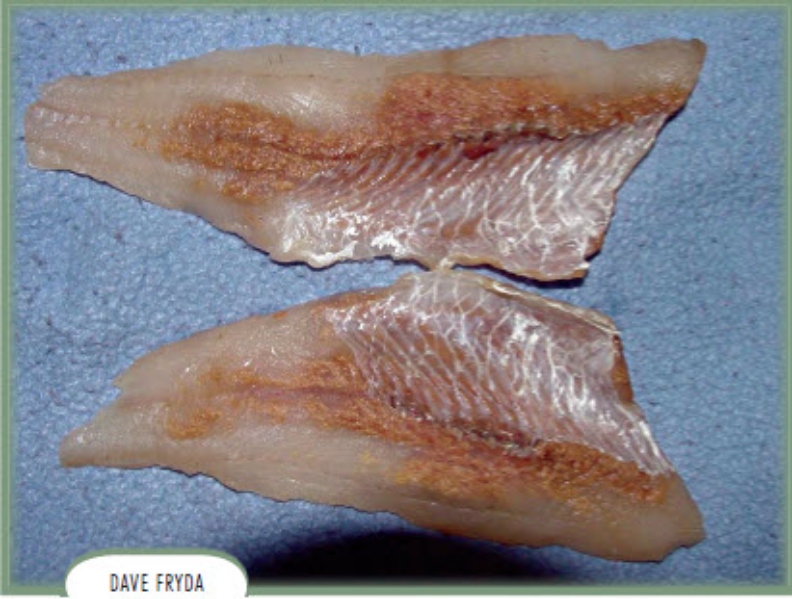 魚類凍藏後常會因濕度差,造成表面乾燥,進而發生「凍燒」在外觀上產生變化,讓魚體上有一點焦黃色。取自食力