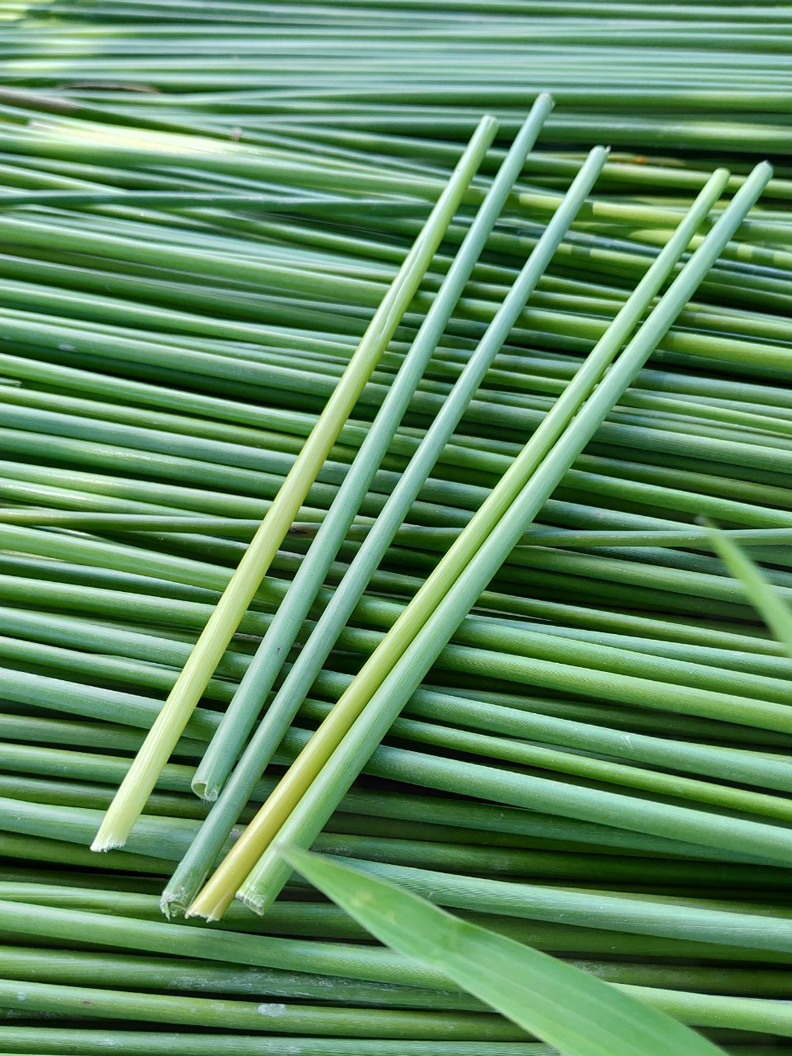 蒲草吸管。好食好事基金會提供