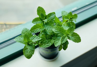 加強防疫！台大醫：保持室內通風、種植薄荷也是好選擇