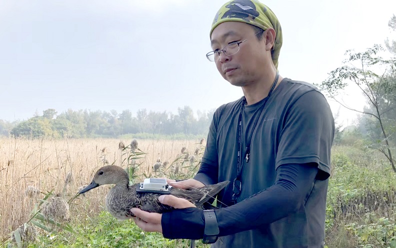 陳貞志副教授進行野生尖尾鴨GPS追踪,以利評估棲地選擇及與家禽接觸風險。