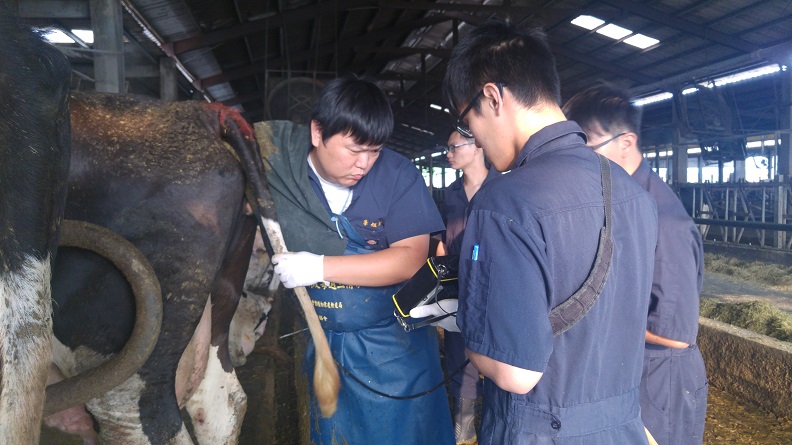 屏科大獸醫學系李旭薰助理教授帶領學生至牧場替牛隻進行直腸超音波檢查。