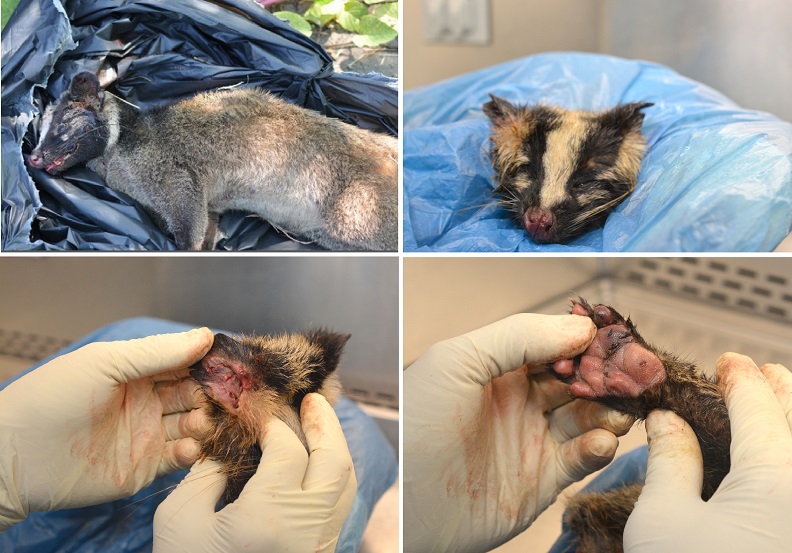 (左上)台灣第一例白鼻心確診狂犬病死亡送檢資料照(照片取自屏東縣家畜防治所)。(右上、左下、右下)屏科大獸醫學系林昭男教授解剖發現關鍵確診病因。