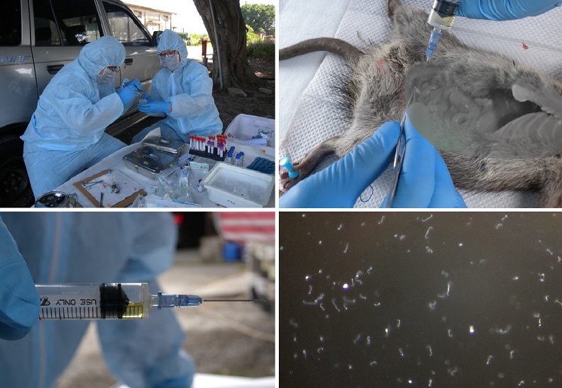 (左上)獸醫學系林春福助理教授帶領團隊進行野外鬼鼠調查(右上左下)自鬼鼠膀胱抽取尿液進行檢測,(右下)顯微鏡下可看出尿液中含有大量鉤端螺旋體。