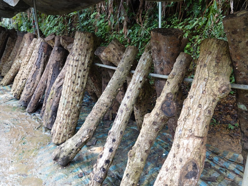 段木菇生長速度慢，但有不同於太空包的特殊香氣。農業兒童網提供
