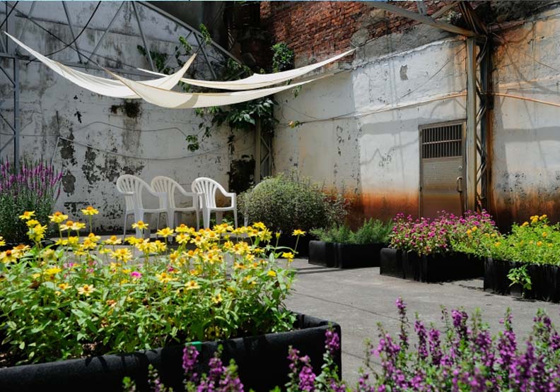 賴怡璋邀請正濱里的住戶與店家,於閒置空地上共同種植花卉打造「正濱花田實驗所」,星濱山共創工作室提供。