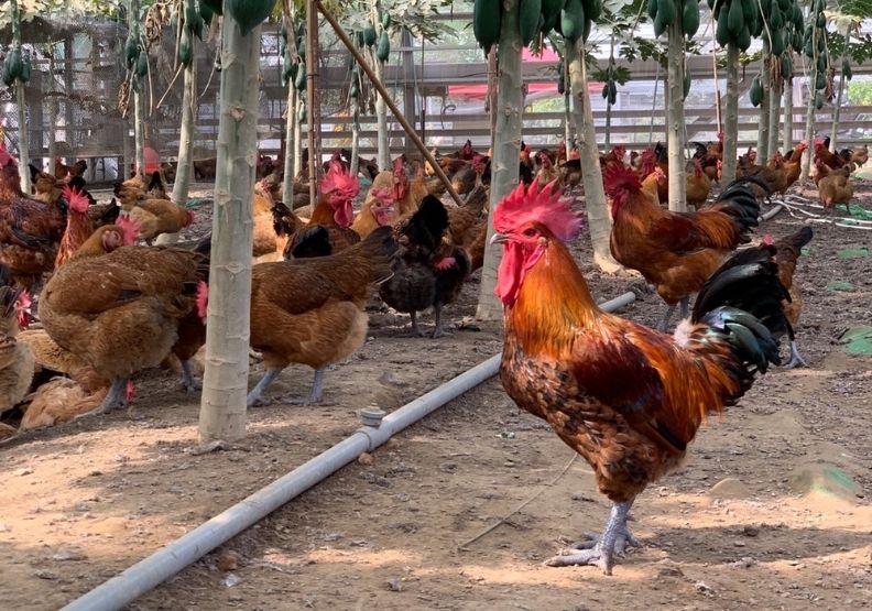 將菱殼炭調入雞飼料中有整腸作用，將菱殼炭墊在地上，則可消除異味，天下文化提供。