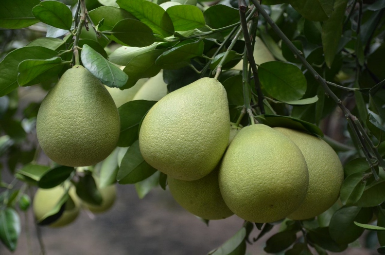 挑選文旦不用拘泥果實大小一樣好吃。行政院農業委員會提供