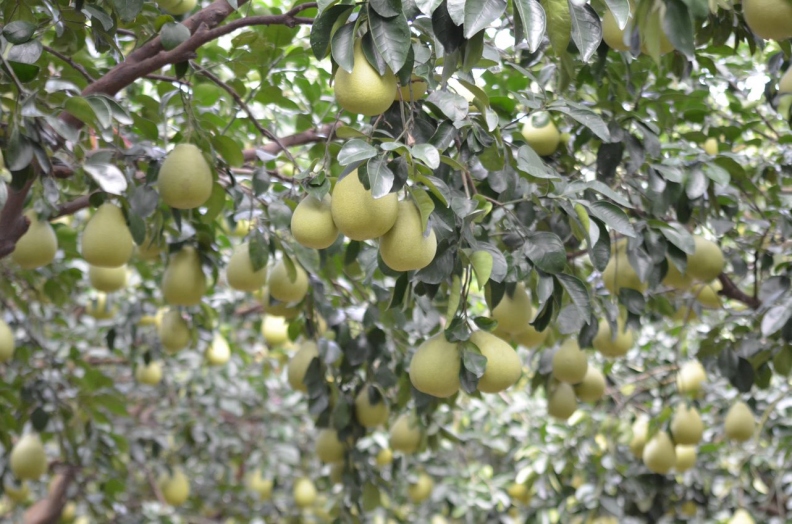 結實纍纍的文旦植株。行政院農業委員會提供 