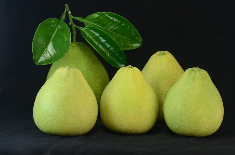 挑選文旦果實油胞細緻、果形底寬上尖呈短三角形者品質最優。行政院農業委員會提供