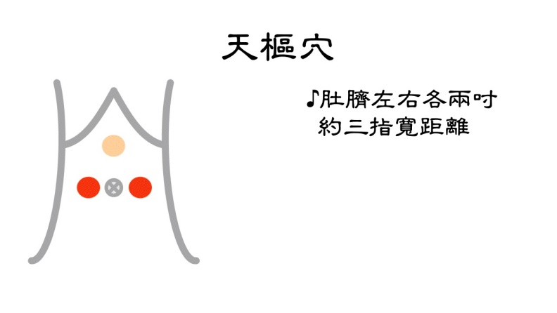天樞穴位置。台北市聯合醫院張馨予醫師提供
