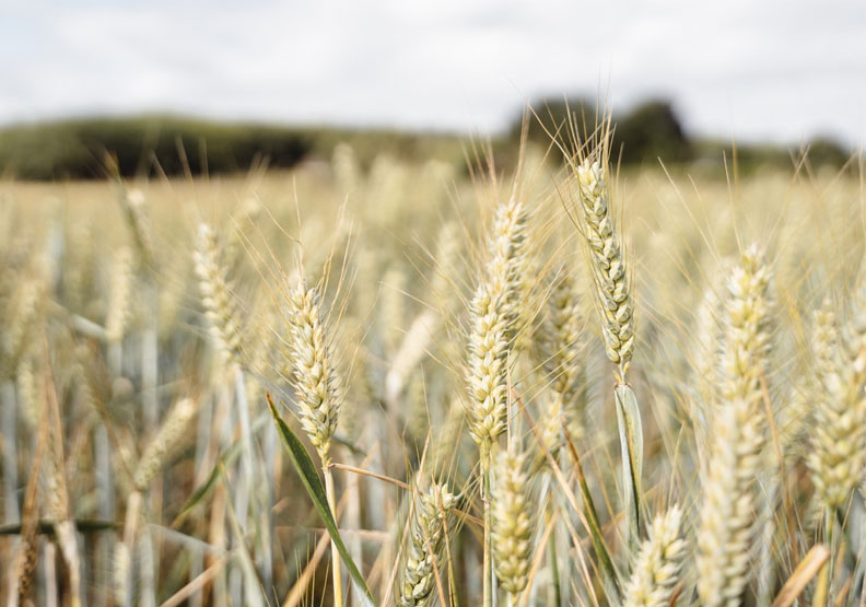 研究發現,持續不斷的氣候變化與乾旱,將影響全球60%的小麥產地產量,未來將可能引發糧食不足與飢荒。Pexels by Olga Lioncat