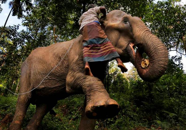 一名馴象師正攀上大象的背。alarabiya