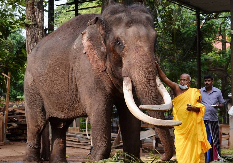 斯里蘭卡以全新的法令保護大象權益。insider