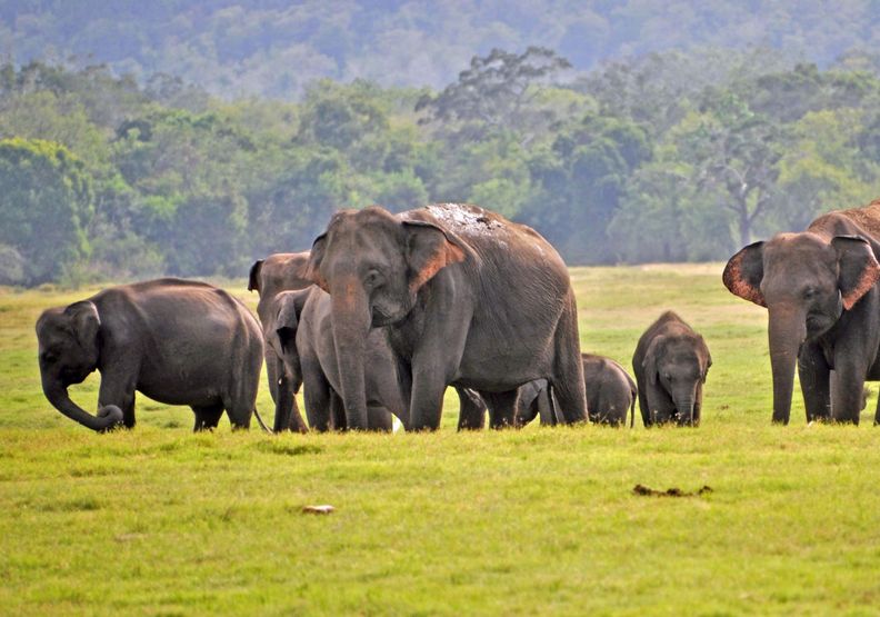 位於斯里蘭卡保護區的象群。bbc