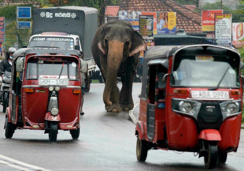 斯里蘭卡人象共同生活的景象。france24