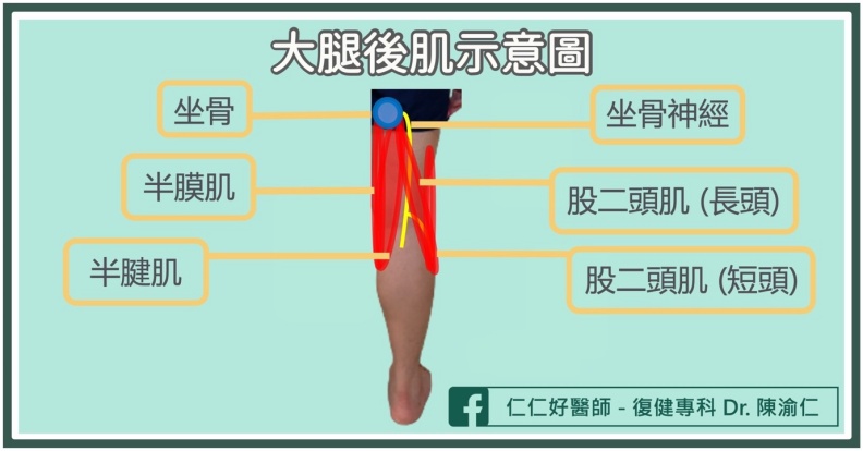 大腿後肌示意圖。陳渝仁醫師提供