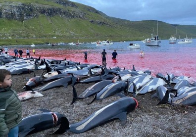 根本是丹麥版《血色海灣》！法羅群島捕鯨活動殘忍到令世人震怒