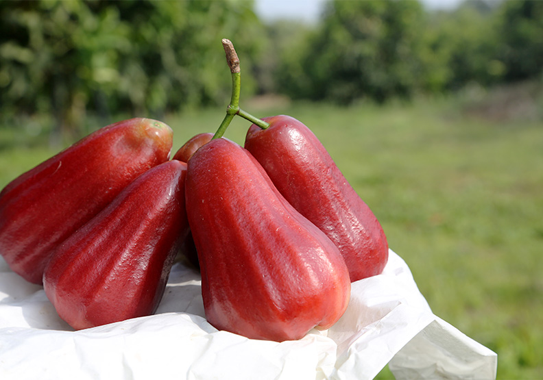 蓮霧味道淡,很難做成加工食品。陳之俊攝