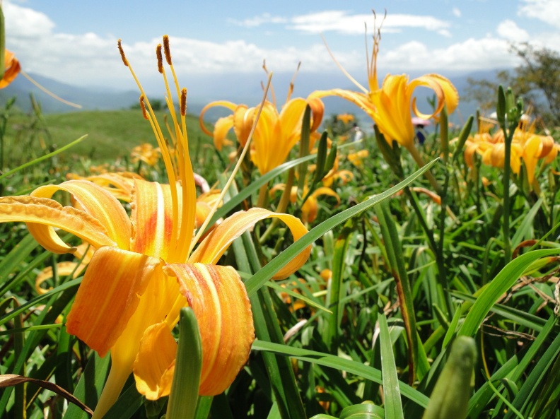 金針花不僅能食用也能觀賞。農業兒童網提供