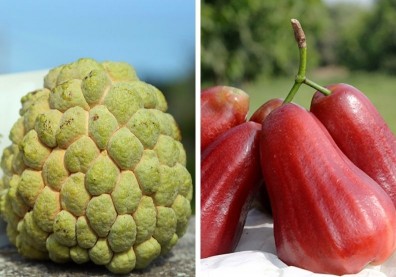 農委會祭獎勵助蓮霧、釋迦外銷！海運費補貼一半、空運費1／3