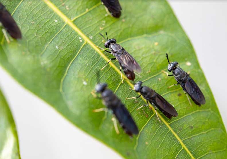 黑水虻。照片來源： 蟲小道大股份有限公司