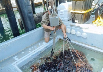 獨特捕魚養殖技術也能成智慧財？食農創新吸引投資目光