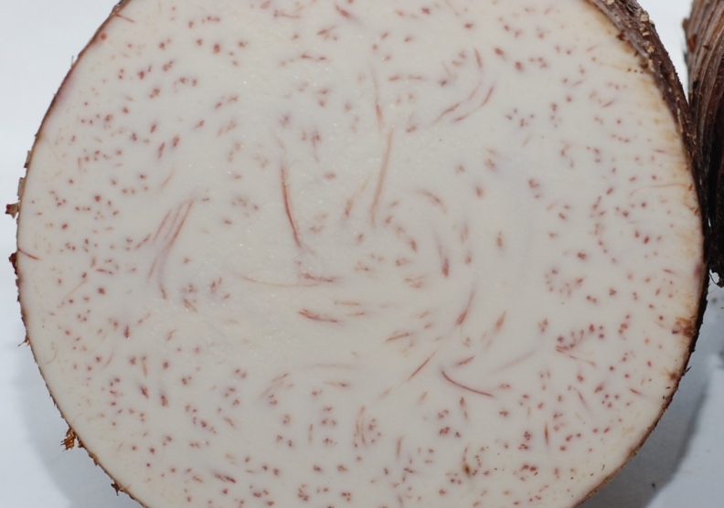 芋頭切開後有紫紅色的纖維紋路。農業兒童網提供