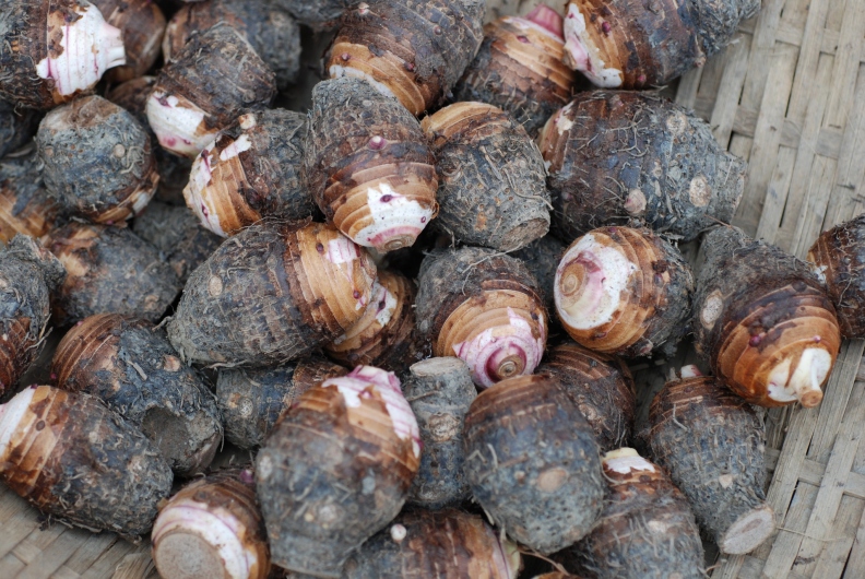 台灣芋頭品種以檳榔心為大宗。農業兒童網提供