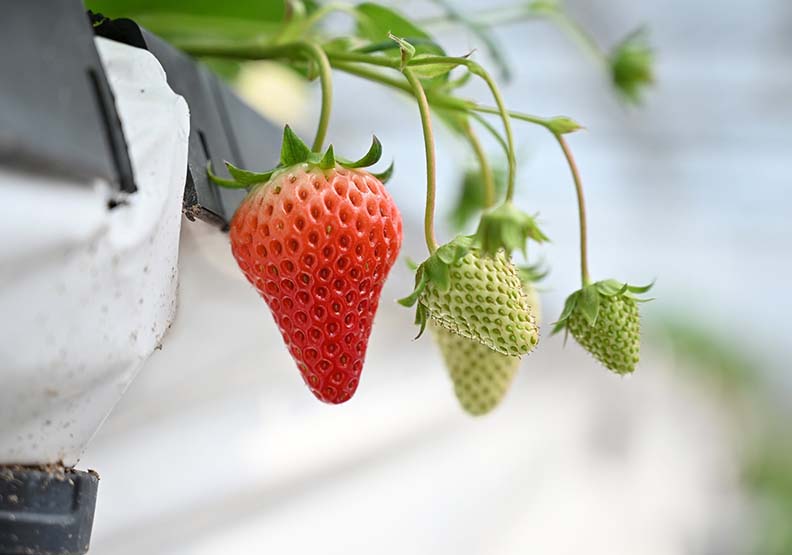 取自草菓農場FB。