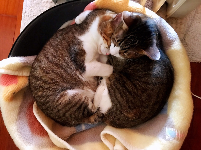 家中的貓,給予彭樹君很大的情感支持。(彭樹君提供)