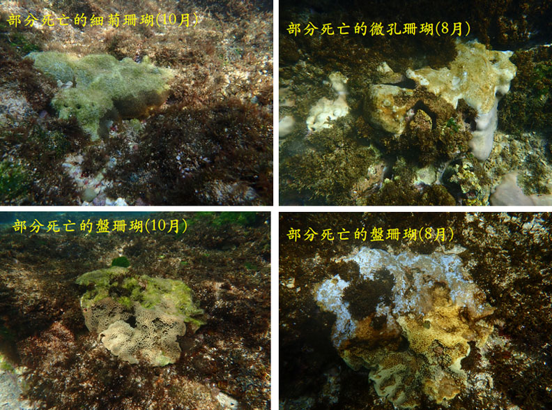 屏東縣政府委託中山大學、海洋生物博物館、自然科學博物館等研究團隊研究發現，小琉球周邊強降雨與洪水造成珊瑚損壞。圖／海洋生物博物館研究員樊同雲提供