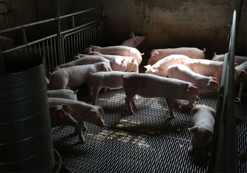 多個縣市陸續宣布禁止廚餘養豬，廚餘不餵豬逐漸成為潮流。遠見資料庫