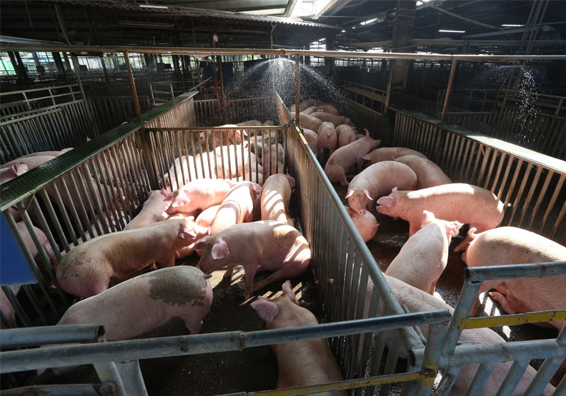 砸3億補貼進口豬肉，防豬價上漲？陳吉仲：為確保供應無虞。圖為遠見資料畫面，蘇義傑攝