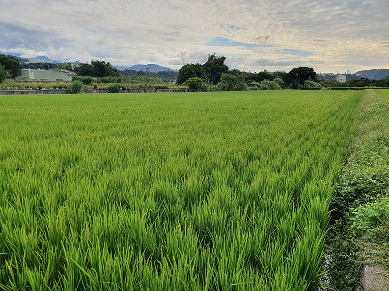回收放流水於稻作栽培種植情形。