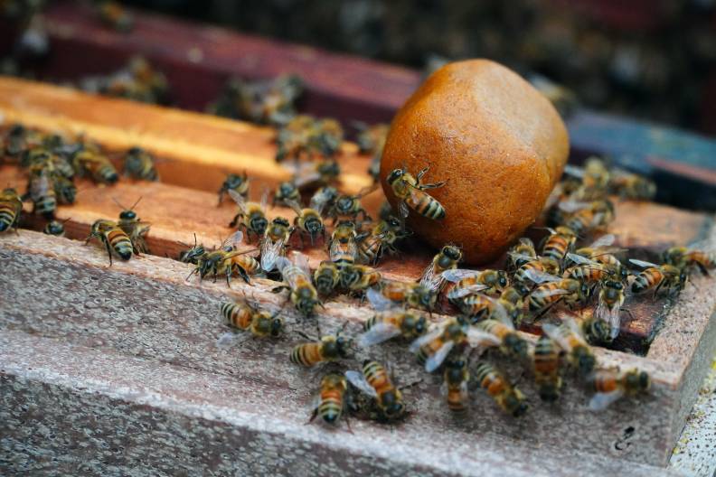 林下養蜂不只是把蜂箱搬到山上，更是與山勢與風向共存的生態農法。陳之俊攝。
