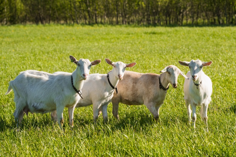 生產羊乳的羊主要是山羊。農業兒童網提供