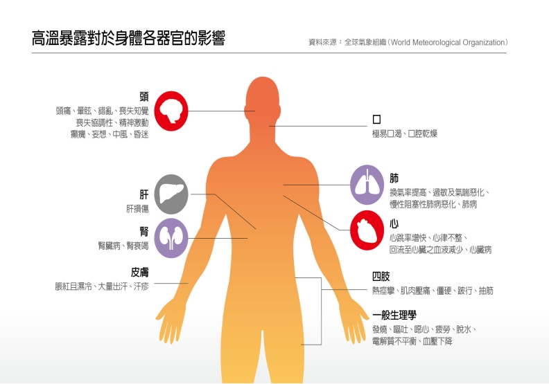 高溫暴露對身體器官影響。