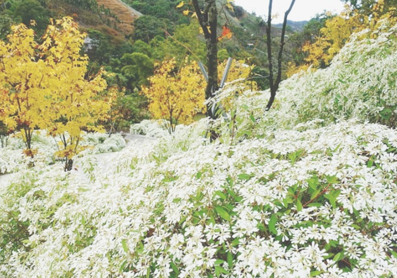 取自臉書「桃李河畔Xanadu」。