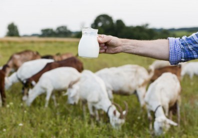 羊奶和牛奶有什麼不同？乳脂肪小1／3易吸收，純國產羊乳這樣認