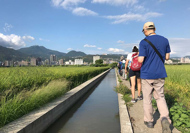 「島內散步」特別規劃「關渡平原．台北沒有電線竿的稻田」導覽行程，島內散步提供。
