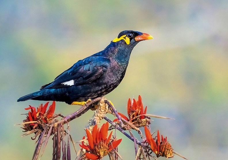 山八哥。Wikimedia