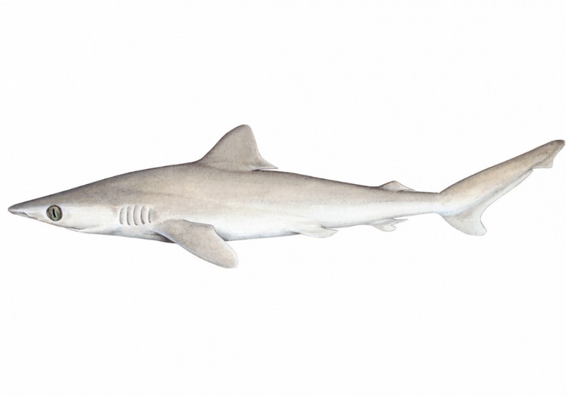 逝絕真鯊。Wikimedia