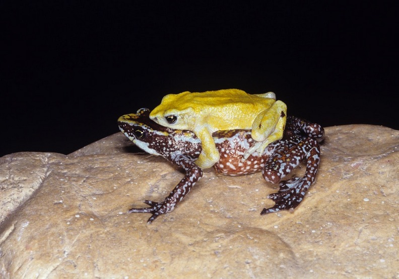 奇里基丑角蛙。artsandculture