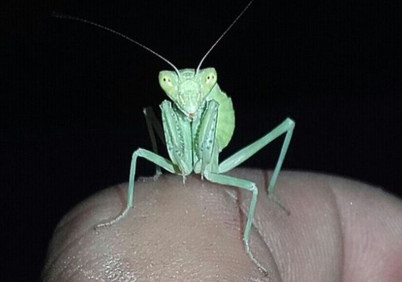 單帶跳螳。Wikimedia