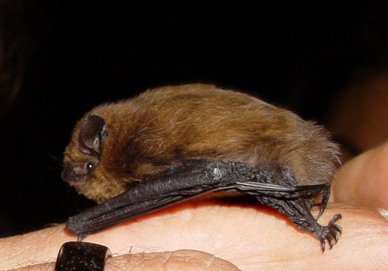 斯氏伏翼。theconversation