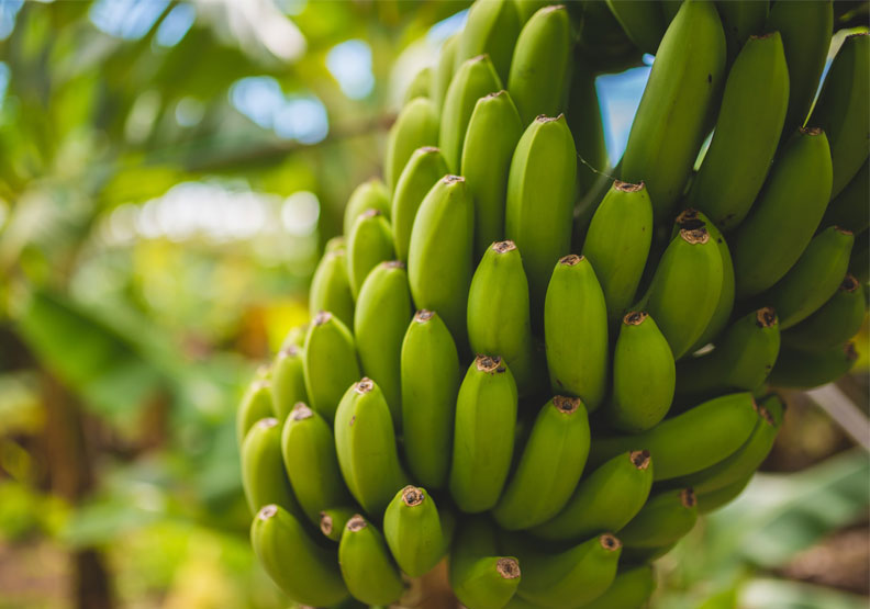 建議想要控制體重者食用「綠皮香蕉」，因為膳食纖維高、抗性澱粉多，且身體難消化吸收。Unsplash by Monika Guzikowska