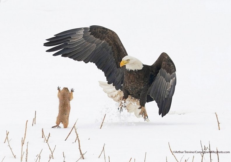 忍者土撥鼠!(Ninja Prairie Dog!)──Arthur Trevino攝